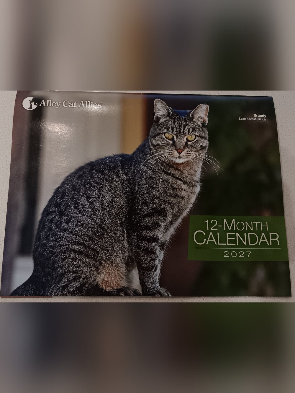 2027 12-Month Cat Calendar